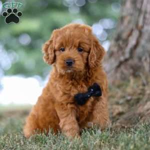 Blaze, Mini Goldendoodle Puppy